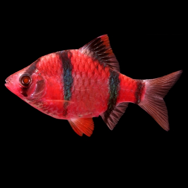 Glofish outlet barb care
